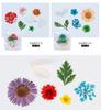 Nueva manicura con flores secas mixtas, 6 colores, accesorios para decoración de uñas, calcomanías coloridas de girasol, fabricante al por mayor