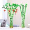 Bambú Hidropónico con Raíces, Planta de Bambú de la Fortuna, Bambú Curvo Cultivado en Agua, Planta de Bambú de la Suerte en Maceta para Sala de Estar, Planta Verde Perenne de Interior