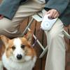 Correa automática retráctil para perros, correa para pasear perros y gatos, cadena para perros medianos y pequeños, suministros para mascotas Corgi