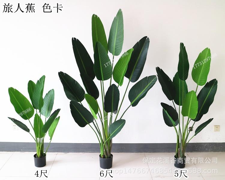 旅人蕉 色卡_副本.jpg