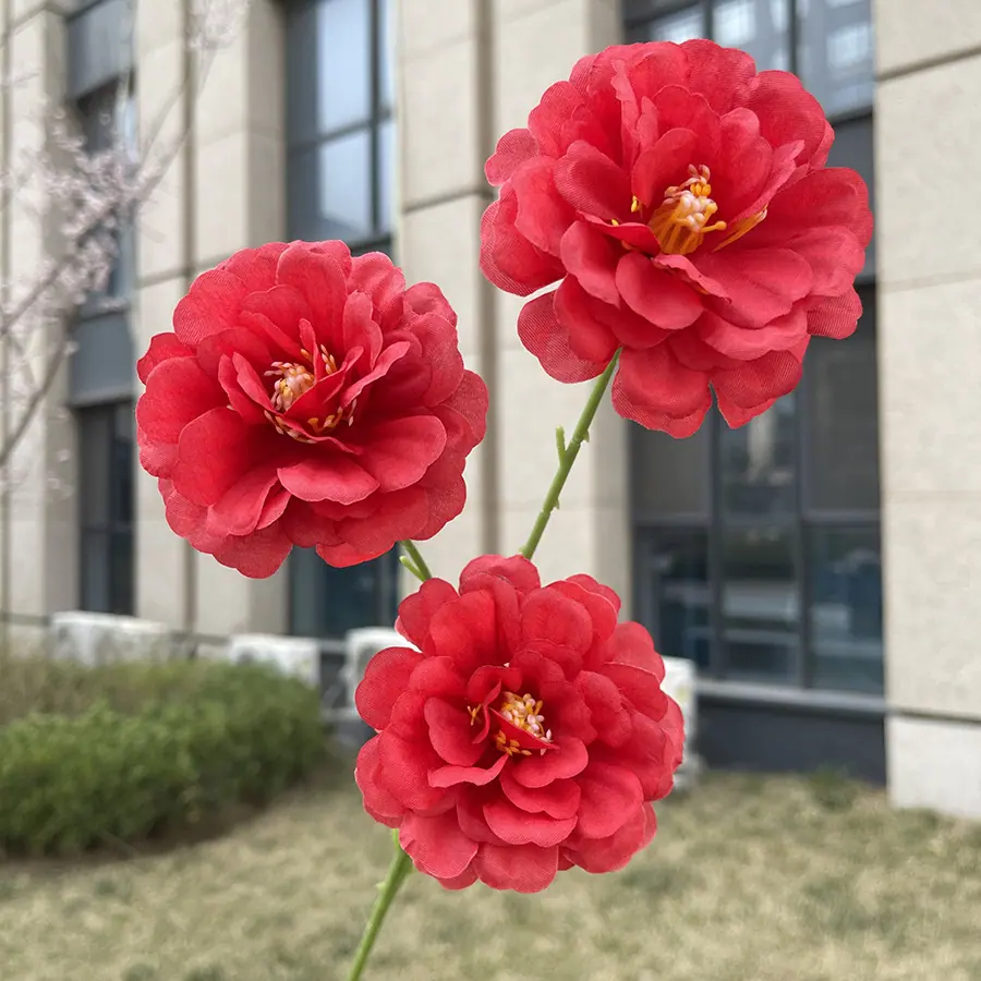 3头水芙蓉-xzmjcx-红色.JPG