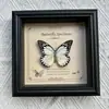 Marco de Fotos con Foto de Espécimen de Mariposa Real Elegante Madera Decorativa Pintura Muebles para el Hogar Marco de Fotos Retro Europeo Mesa Regalo de Cumpleaños
