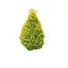 Ligustro Brilhante em Forma de Torre Ligustro Brilhante Cônico Para Pátio Varanda Canteiro de Flores Camada Média Planta Perene Todas as Estações Resistente ao Calor e ao Frio