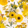 Kit de materiales DIY de especímenes de flores secas para regalos creativos hechos a mano para novias y amigas, decoraciones de escritorio