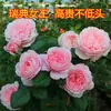 Mudas de Roseiras Trepadeiras com Fragrância Forte, Flores Grandes, Plantas Trepadeiras para Jardins, Flores de Vasos para Varandas, Roseiras Trepadeiras para Todas as Estações