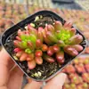 Base de planta suculenta autoproducida y autovendida al por mayor suculentas pequeñas combinación de flores plantas en maceta plantas carnosas Lithops Haworthia