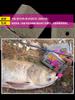 Tiburón blanco carpa plateada y carpa cabezona cebo cuadrado cebo especial para caña de mar caña de lanzar carpa plateada y carpa cabezona comiendo arena blanca ácido y maloliente pastel de harina de colza