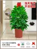 Planta de Dinero en Maceta para Sala de Estar, Maceta Grande para Oficina, Planta Verde Grande Fácil de Cuidar que Atrae Prosperidad para Regalo de Inauguración