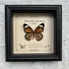 Marco de Fotos con Foto de Espécimen de Mariposa Real Elegante Madera Decorativa Pintura Muebles para el Hogar Marco de Fotos Retro Europeo Mesa Regalo de Cumpleaños