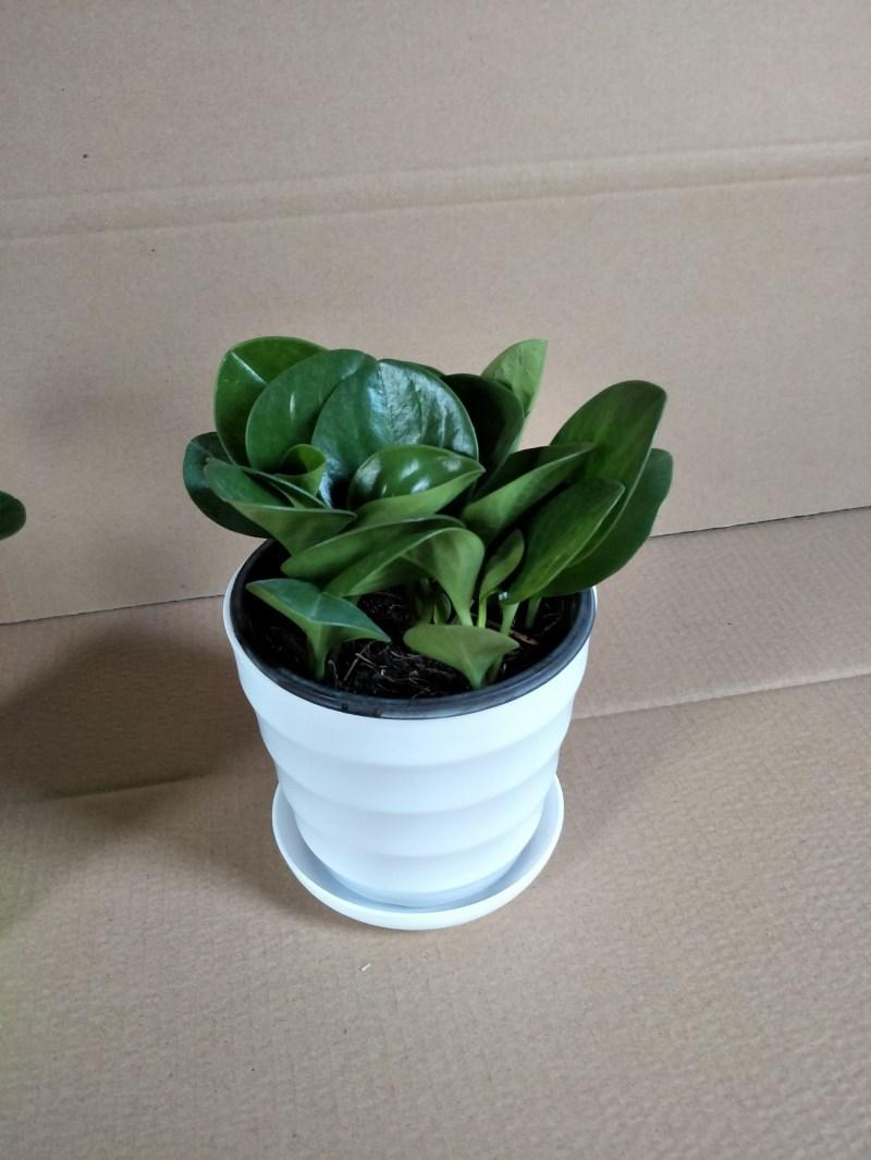 豆瓣绿详细11.jpg