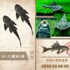 Pez Limpiador de Acuario Peces Vigilantes Peces Tropicales de Agua Dulce Agua Fría Comiendo Excrementos Basura Heces Limpieza Algas Heng Ming
