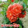 Las Diez Flores Famosas de China Flor de Begonia Maceta Pila Vieja Planta Resistente al Frío Flor Perezosa Fácil de Cultivar Próspera Casa Todo el Año Begonia