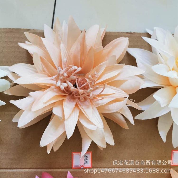 3头大爪菊-深香槟