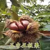 Uma muda de castanha para entrega, extra grande, plantada no norte e sul, Dahongpao, e frutificando no mesmo ano, plantada em Qianxi, castanheiras enxertadas