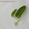Decoración para mascotas de acuario simulación plantas acuáticas ornamentales paisaje de pecera simulación artificial hojas de Douyu hojas de descanso hojas de desove