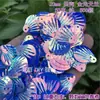 Escama de Dragón Sirena Iridiscente Concha Grande 40mm Lentejuelas Plegadas DIY Siete Colores Deslumbrante Escama de Pez Forma de Abanico Cuentas