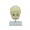 Modelo de Calavera para Cabeza de Bebé Modelo de Calavera para Niño Pequeño Calavera Pequeña Pediátrica con Base Esqueleto Giratorio