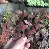 Plantas de Piedra Absorbente Plantas Verdes Piedra de Agua Acuaterrario Tanque de Selva Rocalla Paisajismo Musgo Helecho Micro-paisaje Plantas de Bonsái