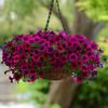 Semillas de Petunia Colgante Importadas, Plantas de Maceta de Petunia Colgante Fáciles de Cultivar, Semillas de Flores para Todas las Estaciones, Tasa de Germinación 80%