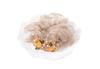 2023 Nueva elegante diadema para el cabello cuerda para el cabello de alta calidad cuerda para el cabello coleta femenina recogido flor para el cabello accesorios para el cabello platino Siya joyería