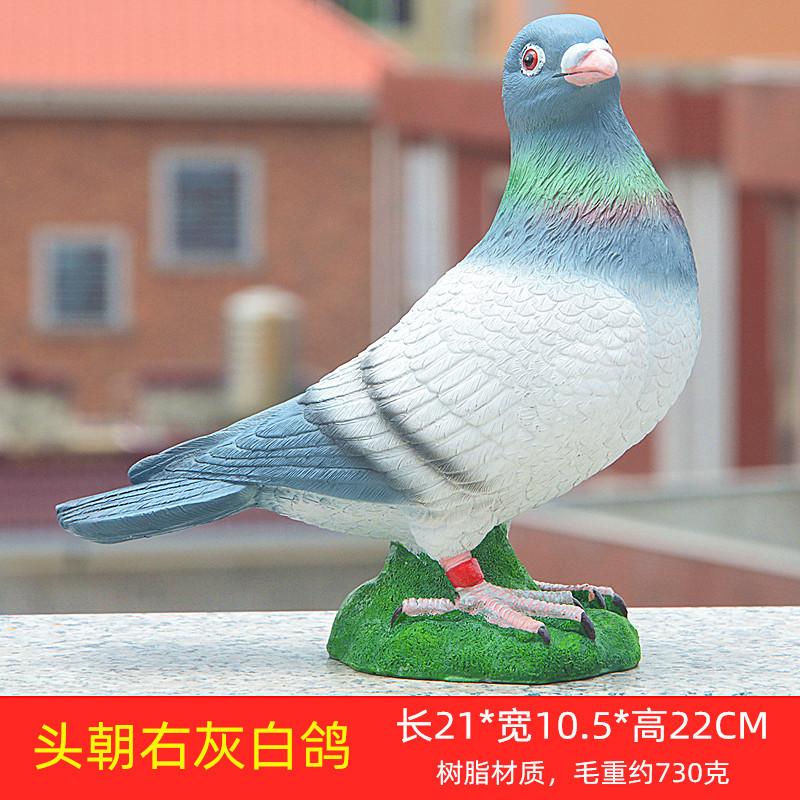 头朝右灰白鸽