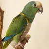 Cuerda de Sujeción para Pájaros, Correa Elástica para Pasear Pájaros al Aire Libre, Adecuada para Periquitos, Cacatúas y Agapornis