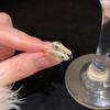 ¡Bienvenido el año de la serpiente! Anillo de serpiente de ojos verdes 2025, anillo de apertura para el dedo, joyería ligera de lujo de alta gama.