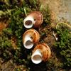 Concha de Caracol Marinho 3cm Natural Requintada Pequena Concha Espécime Caracol Aquário Presente Criativo Coleção DIY