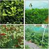 Rede verde à prova de pássaros Rede à prova de pássaros para frutas e vegetais Rede à prova de insetos Rede de proteção para uvas Cobertura para lago de peixes Jardinagem em estufa Nylon