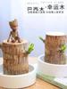 Madera Brasileña Criada en Agua Madera de la Suerte Plantas Verdes Florecientes Plantas Hidropónicas En Maceta para Interior Son Fáciles de Cultivar en Todas las Estaciones, Sala de Estar, Escritorio y Dormitorio