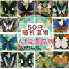 Especímenes de Mariposas Reales para Práctica, Mariposas Originales con Alas Sin Abrir, Materiales DIY para Espécimenes de Insectos, Mariposas Monarca, Insectos Originales, Mariposas Cola de Golondrina
