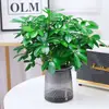 Planta Árvore da Fortuna: A Riqueza Vem de Todas as Direções - Pilea Peperomioides Perene para Mesa de Escritório, Flor em Vaso Planta Verde, Muda de Árvore da Fortuna
