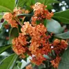 Plántulas de Osmanthus, Árboles Grandes, Osmanthus Todo el Año, Osmanthus Dorado, Plantas en Maceta de Osmanthus Rojo Número Uno, Plantación en Suelo de Patio Exterior, Árboles Preciosos, Fáciles de Cultivar
