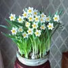 Los Bulbos de Narciso de Zhangzhou Son Plantas de Maceta Hidropónicas Cultivadas en Agua, Florales de Interior que Florecen en Todas las Estaciones y Son Fáciles de Cultivar y Vivir con Semillas Grandes