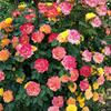 Mudas de Flor de Rosa Trepadeira, Plantas em Vaso de Lua Europeia, Mudas de Flor de Rosa Trepadeira, Rosas de Floração Multi-Estação, Versão Pacote para Varanda e Pátio