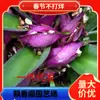 Planta perenne de lomo morado en maceta, ideal para interiores, fácil de cultivar, ideal para todo el año, orquídea brocado morado, orquídea almeja para jardín.