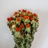 Flor de Abacaxi Laranja Flor Seca Haste de Crisântemo de Abacaxi Buquê Atacado Açafrão Chá de Flor Popular Haste Verde Cabeça de Açafrão Fabricante Atacado