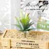 001 Série Verde Aveludada Cabeça de Flor Suculenta Acessórios Criativos DIY Parede de Plantas Flor Cruzada Geração Transfronteiriça Shangyi