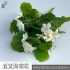 Begônia de Cinco Folhas flor pequena cabo curto Flor de Maçã display interno flor de seda ar fresco transfronteiriço comércio exterior atacado flor artificial