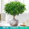 Repelente de Mosquitos, Madera de Pimienta Fragante, Plantas Verdes de Interior en Maceta, Fácil de Cultivar, Absorbe Formaldehído, Plántulas de Flor Jiuli Xiang, Cultivo en Agua