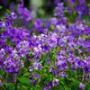 180 Variedades de Sementes de Flores Não Repetitivas, Fáceis de Cultivar em Todas as Estações, Podem Afastar Mosquitos, Adequadas para Varandas Internas e Externas, Distribuição Transfronteiriça