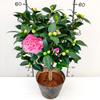 Drop Shipping com entrega de flores Xiangfei Camellia em vasos Mudas de camélia com aroma forte Plantas de flores para jardim interno