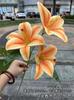 Comércio exterior simulação 3D Lírio 3 Perfume Lírio laranja branco casamento decoração de casa fotografia flor artificial atacado