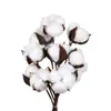 Flores Secas de Kapok Natural, Flores Inmortales, Flores de Algodón, Ramos, Accesorios de Decoración DIY, Materiales de Empaque, Accesorios para Fotografía