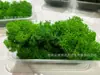 Musgo de Reno Preservado Flor Seca DIY Paisajismo Micro Paisaje, Botella Ecológica, Planta en Maceta de Vidrio, Cubierta de Suelo para Bonsái