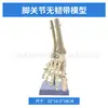 Simulación de Enseñanza Esqueleto Humano de Articulaciones Codo Muñeca Tobillo Hueso Hombro Rodilla Cadera Ligamento Ortopédico Modelo Médico