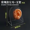 Modelo de ouvido silicone características faciais realistas material didático modelo display aparelho auditivo artificial orelha de prática limpeza de ouvido ensino adulto