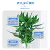 Solução Nutricional Especializada para Bambu da Sorte, Fertilizante para Jardinagem, Plantas Verdes Hidropônicas, Podridão das Raízes, Crescimento das Raízes, Folhas Amareladas, Queda de Folhas, Nitrogênio, Fósforo, Potássio Atacado