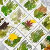 Flores Secas Transfronteiriças Estampagem Atacado Jardim de Infância Feito à Mão Adesivos de Folhas Reais DIY Foto Decoração de Rosto Espécimes de Plantas