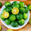Kumquats Pequeños Frescos de Hainan 2.5kg Kumquats Verdes Limones Pequeños Limones Perfumados Frutas Frescas de Temporada para Tiendas de Té con Leche